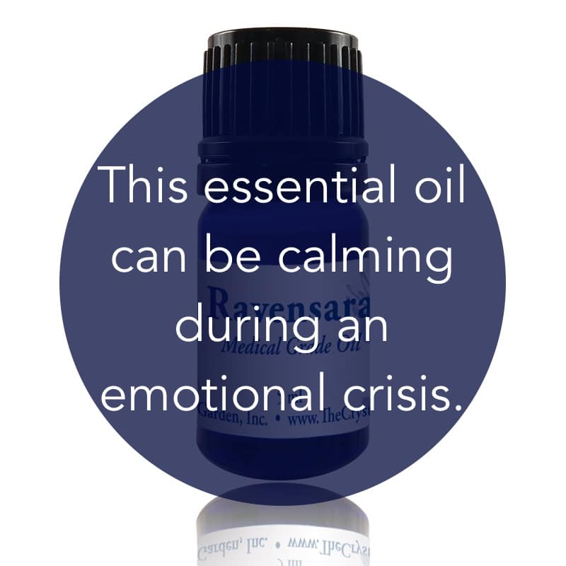 Ravensara Essential Oil image 1