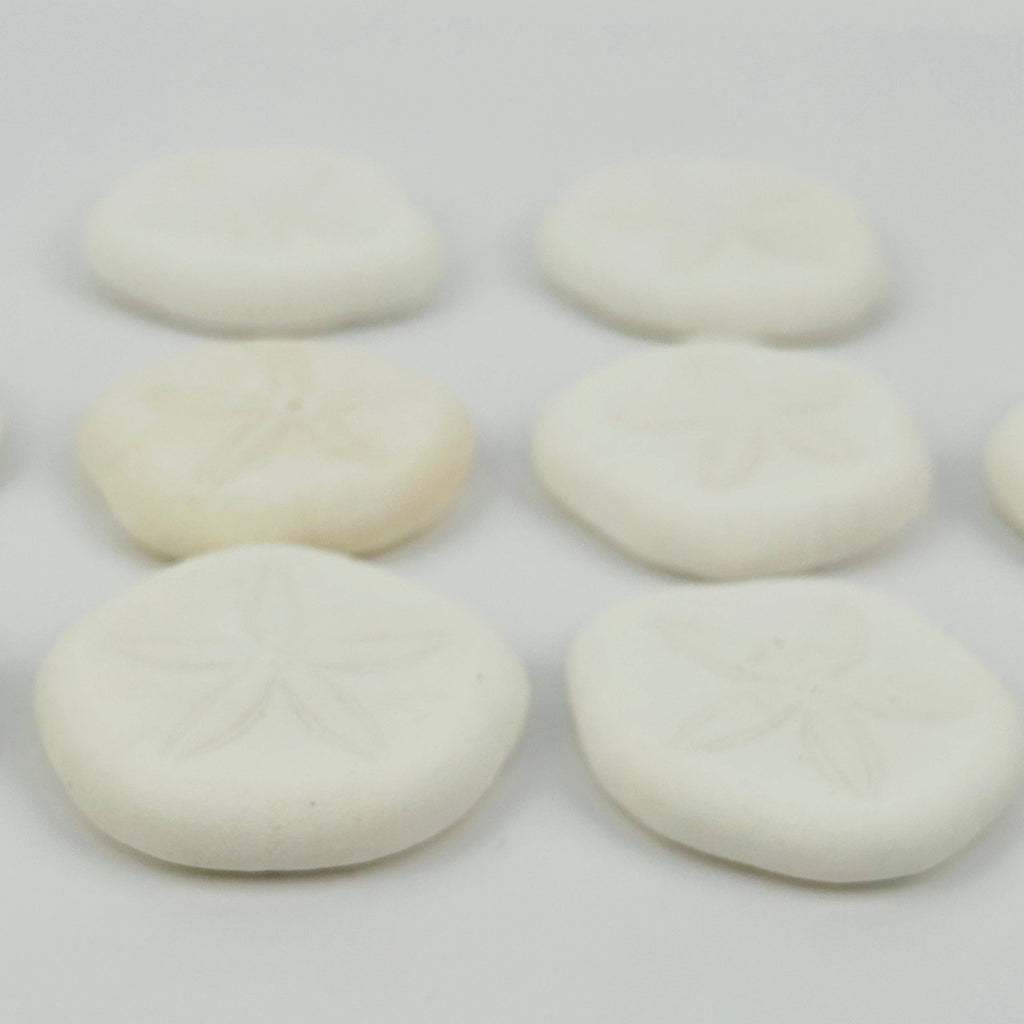Sand Dollar Seashells