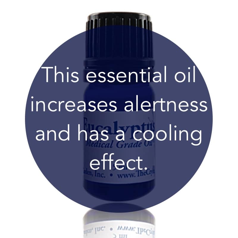 Eucalyptus Essential Oil image 1