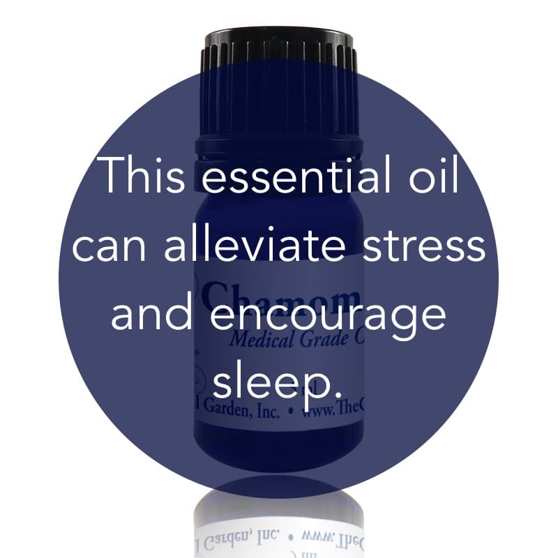Chamomile Essential Oil image 1