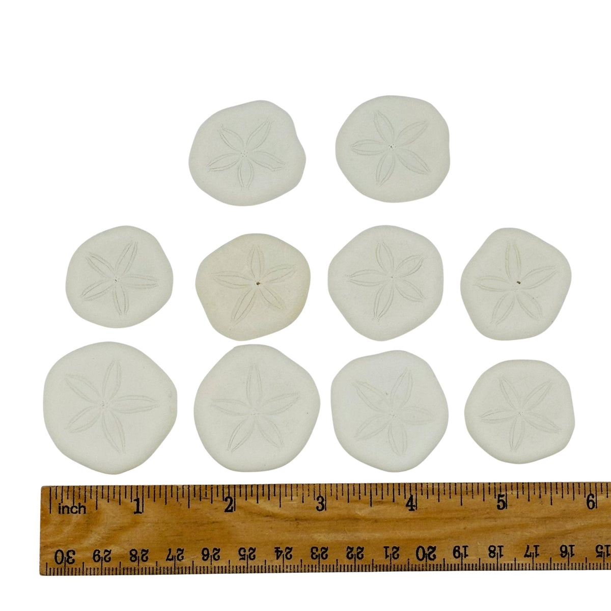 Nine white sand dollar shell beads arranged in a grid above a wooden ruler showing inch measurements, on a light gray background.