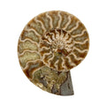Ammonite Fossil Medium image 0
