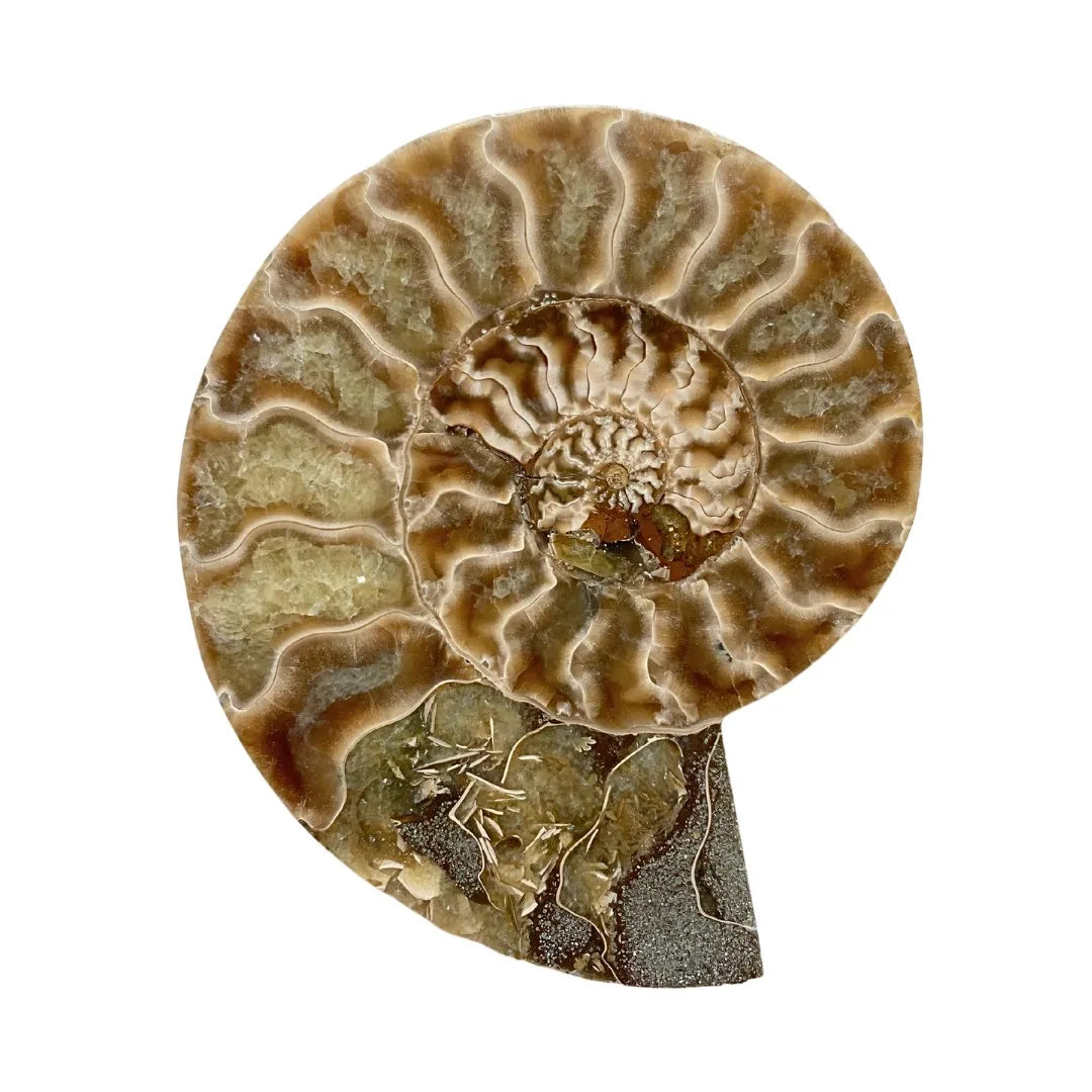 Ammonite Fossil Medium image 0