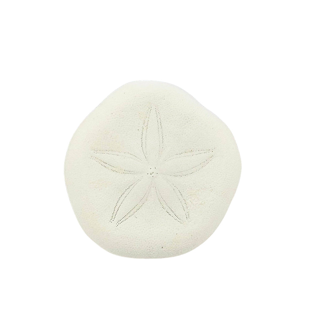 White sand dollar sea shell with engraved design on a white surface with a green and purple crystal background