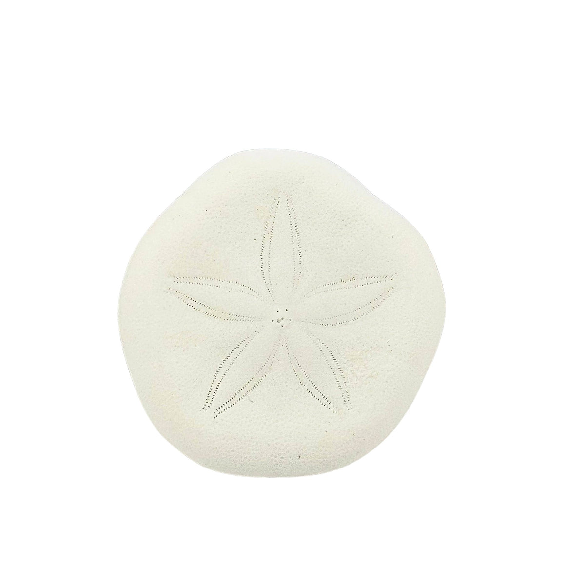 White sand dollar sea shell with engraved design on a white surface with a green and purple crystal background