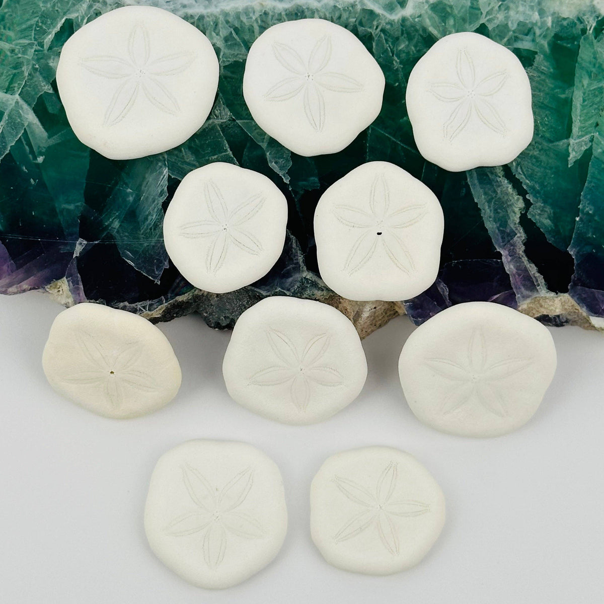 Sand Dollar Seashells