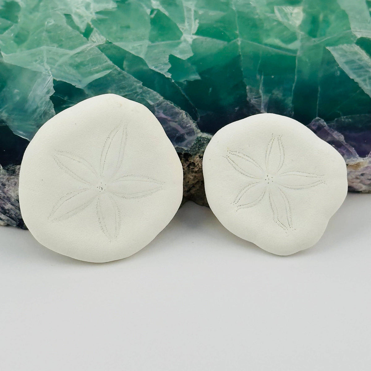 Sand Dollar Seashells