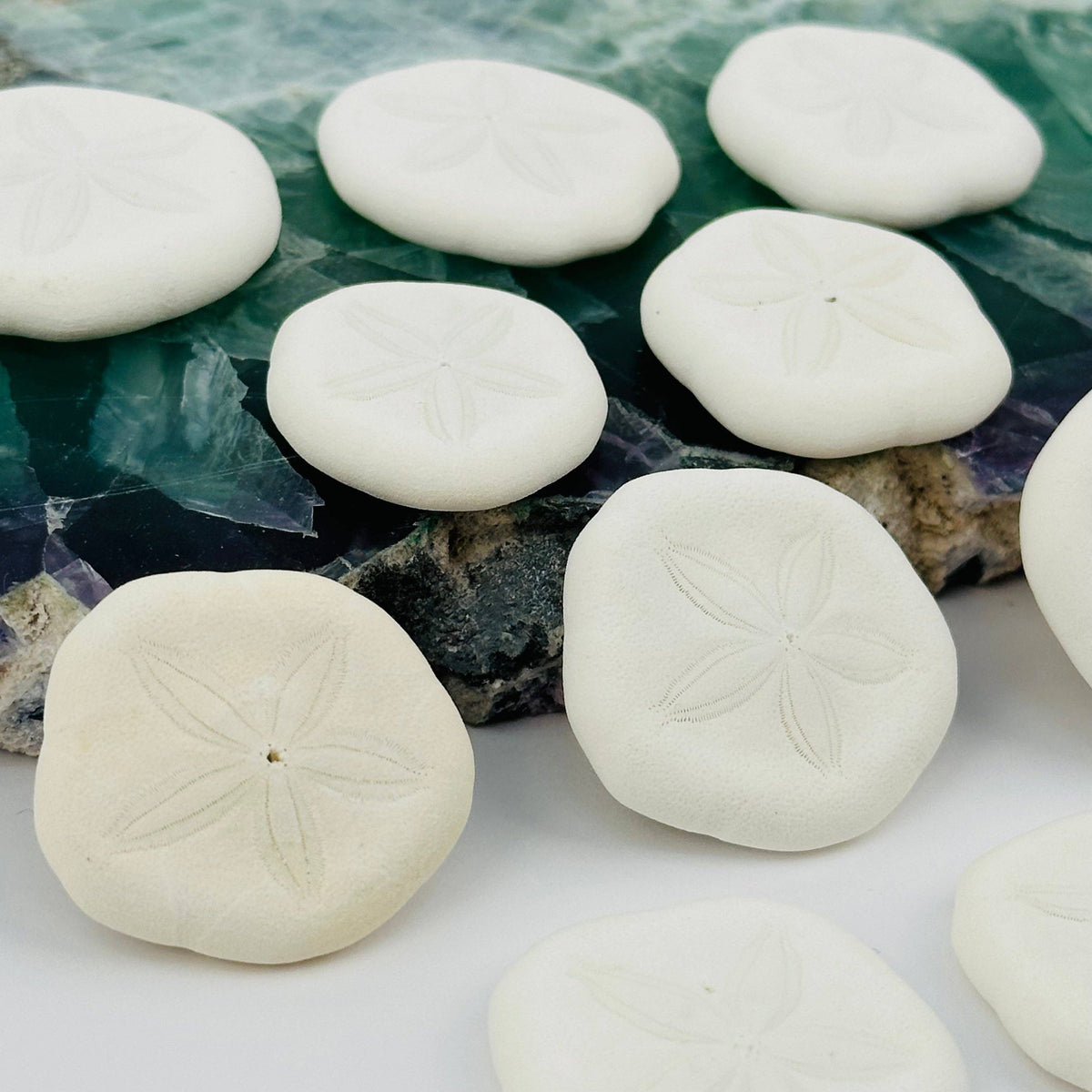 Sand Dollar Seashells