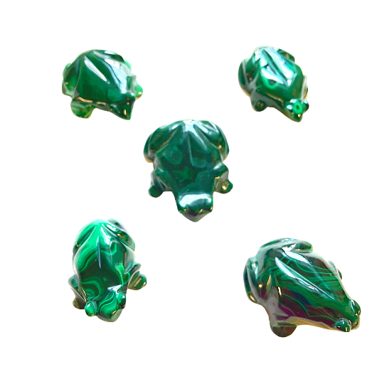 Malachite Frog Large image 0