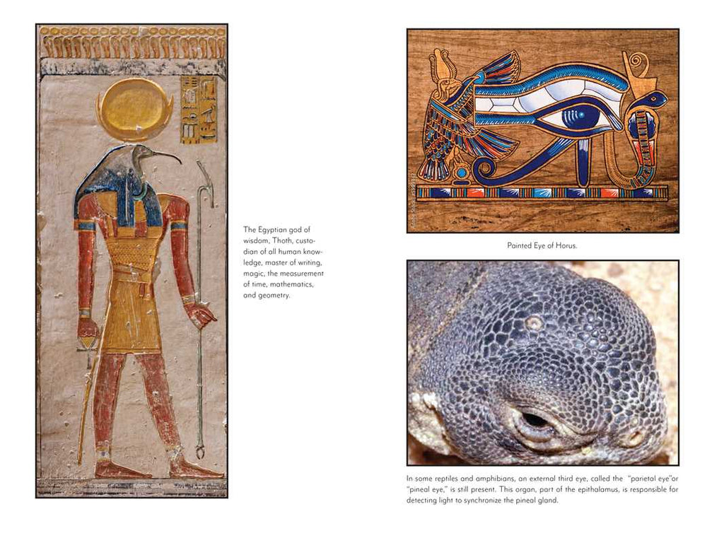 Awakening the Pineal Gland: Celular Rejuvenation Through iIght and Sound