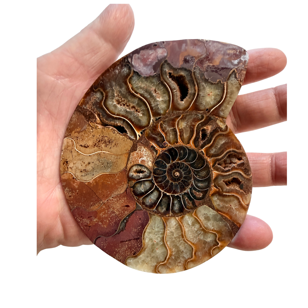 Ammonite