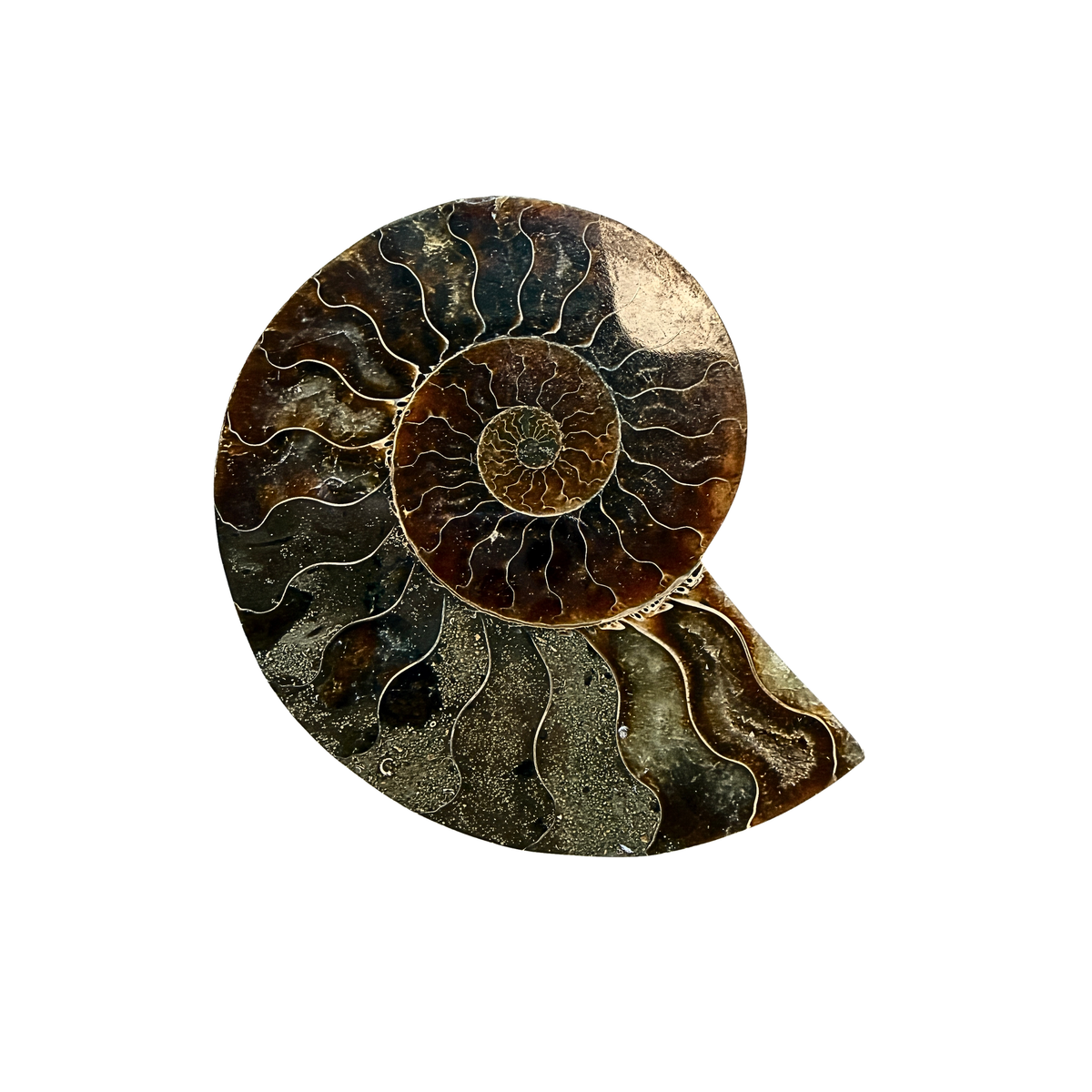 Ammonite 
