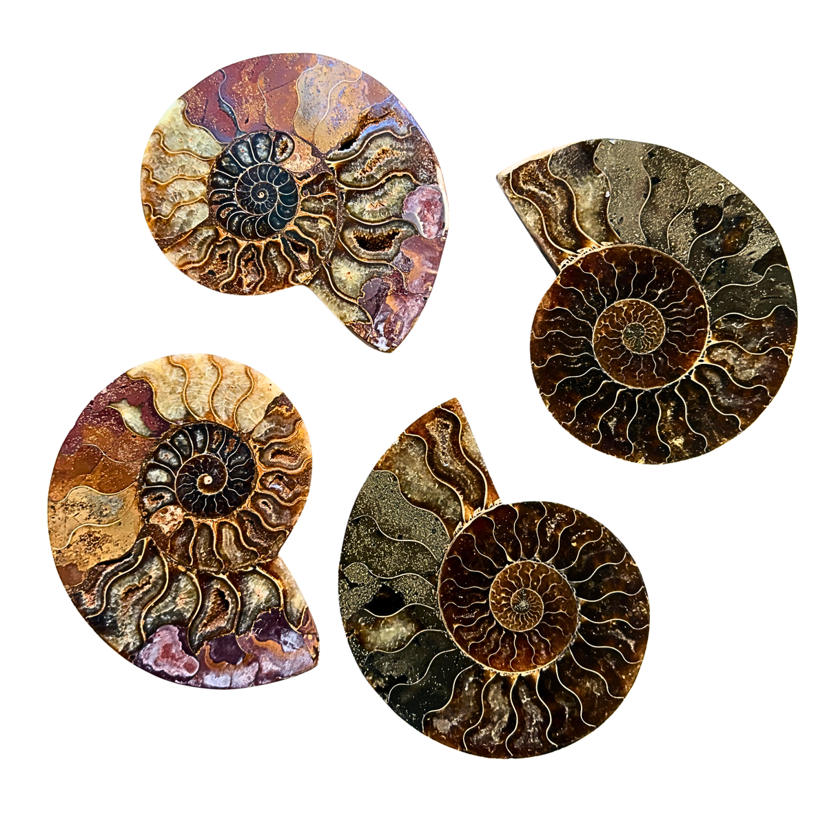 Ammonite Group