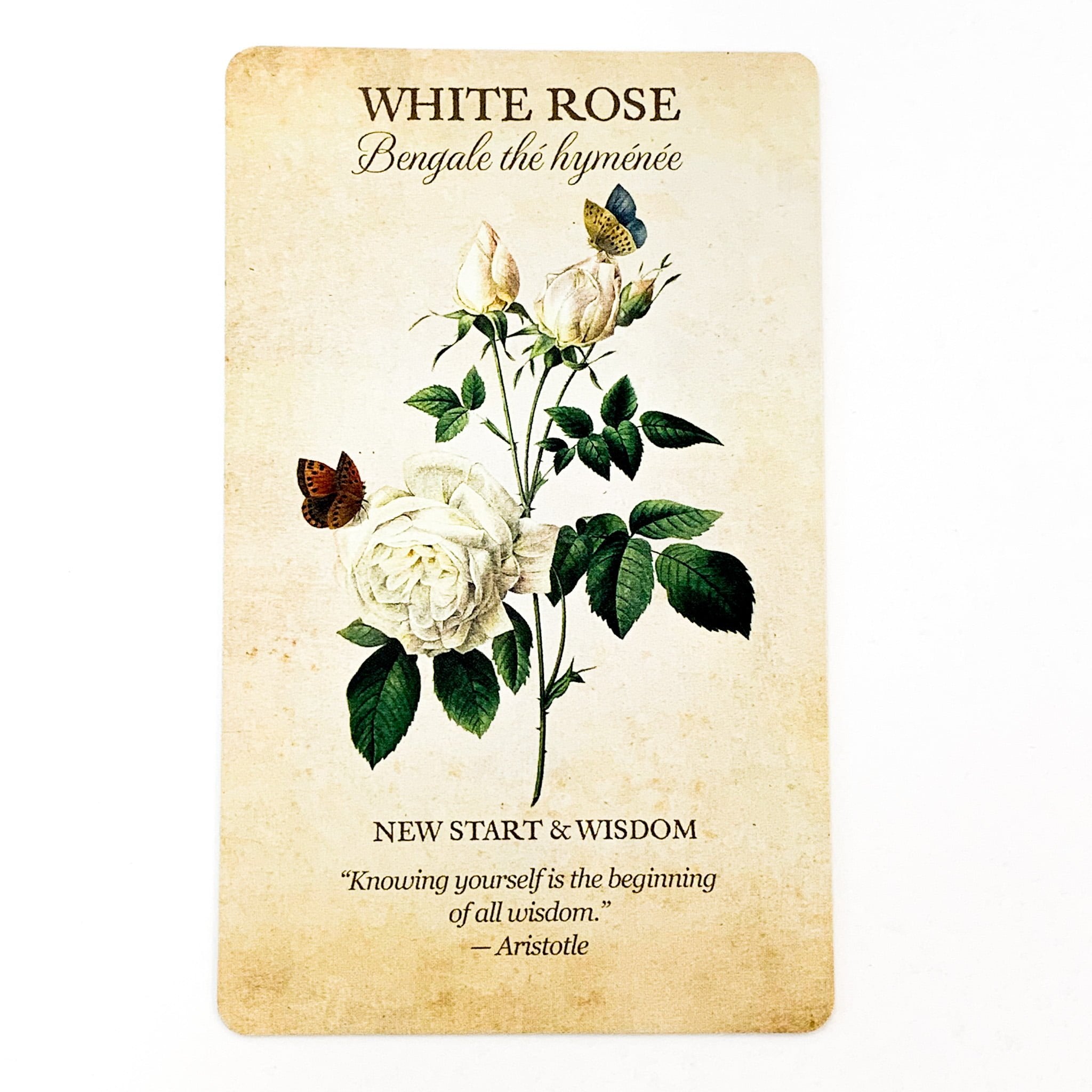 Vintage-style card with white rose illustration and text on a beige background