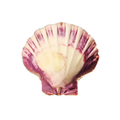 Lion's Paw Shell