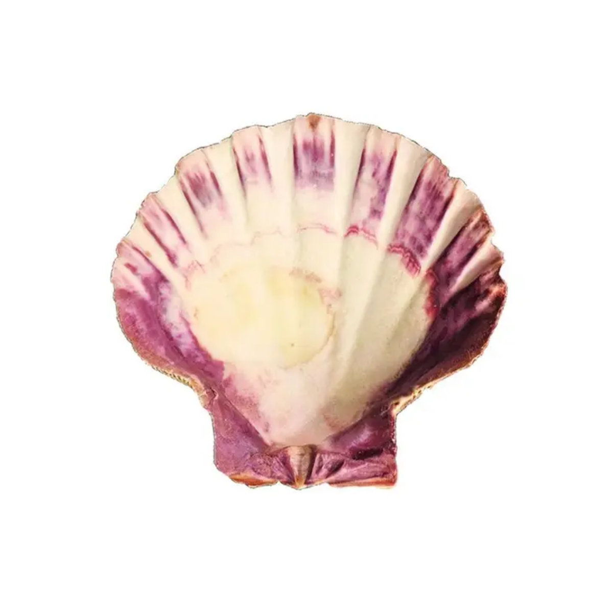 Lion's Paw Shell