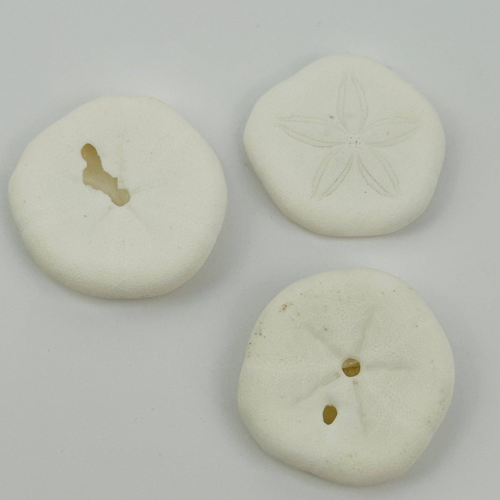 Sand Dollar Seashells