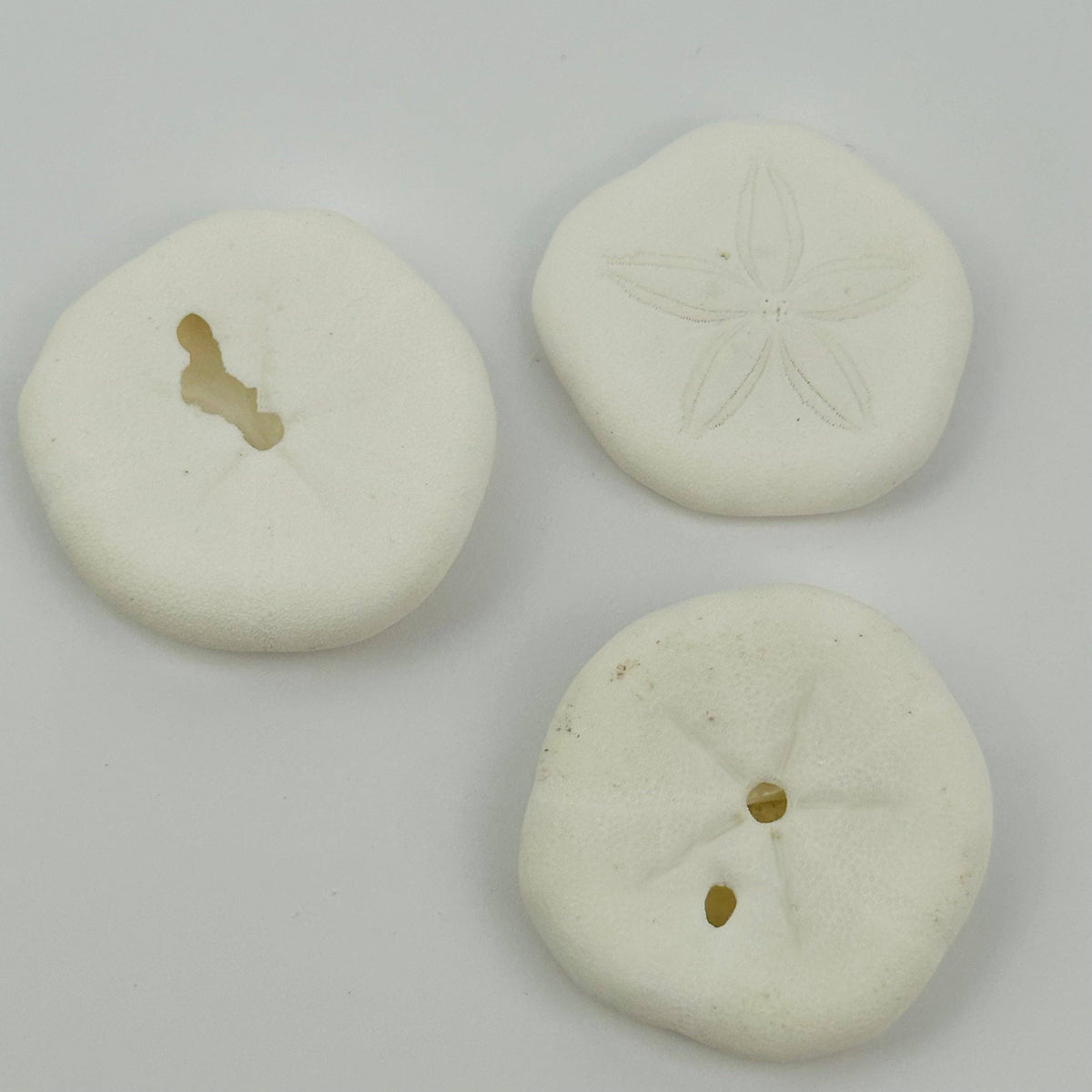 Sand Dollar Seashells