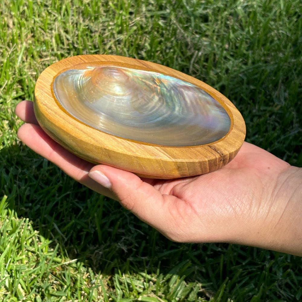 Abalone Shell in Wood Base