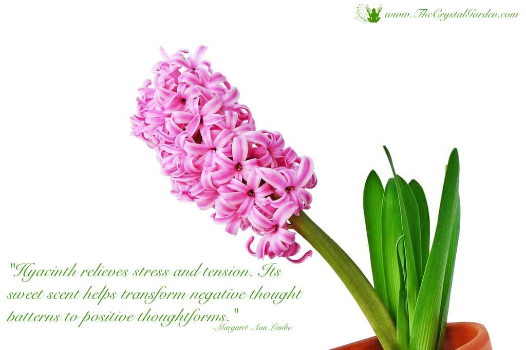 Hyacinth Essential Oil Affirmation Hyacinth is ideal for activating the energy field that connects you to the spirit realm, facilitating your connection with loved ones.