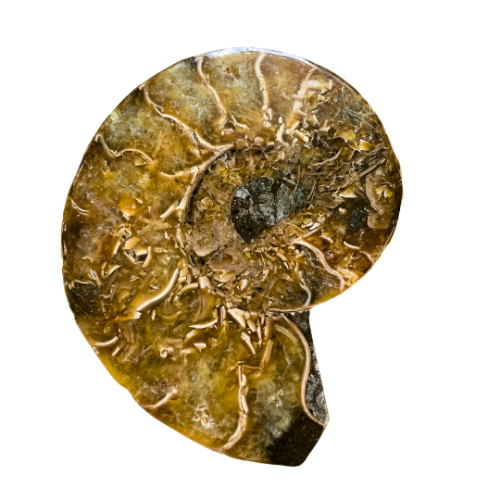 Ammonite