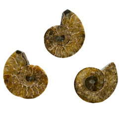 Ammonite