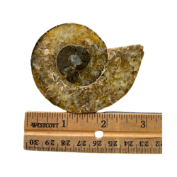 Ammonite