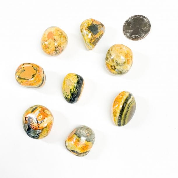 Bumble Bee Jasper with Quarter
