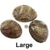 Abalone Shell Large Back