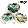 Abalone Shell Large with Quarter