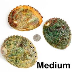 Abalone Shell Medium Back