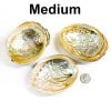 Abalone Shell Medium with Quarter