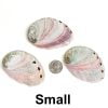Abalone Shell Small Back