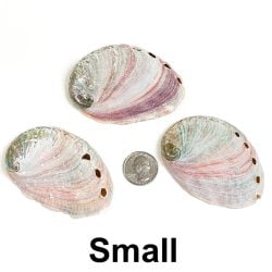 Abalone Shell Small Back