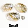 Abalone Shell Small with Quarter