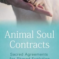 Animal Soul Contracts cover