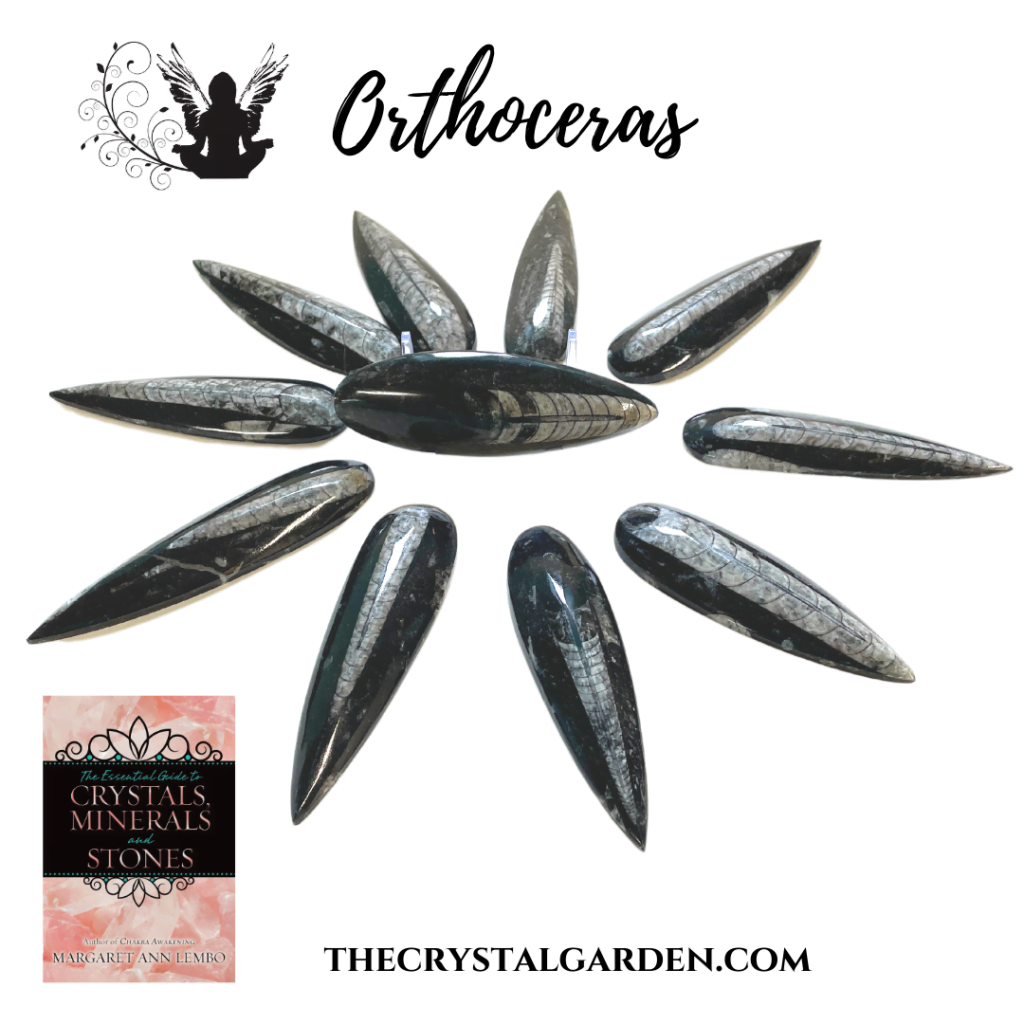 Orthoceras