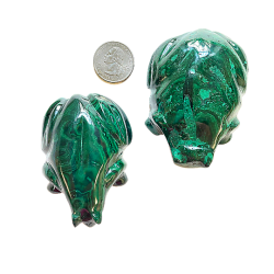 Malachite Frog $67