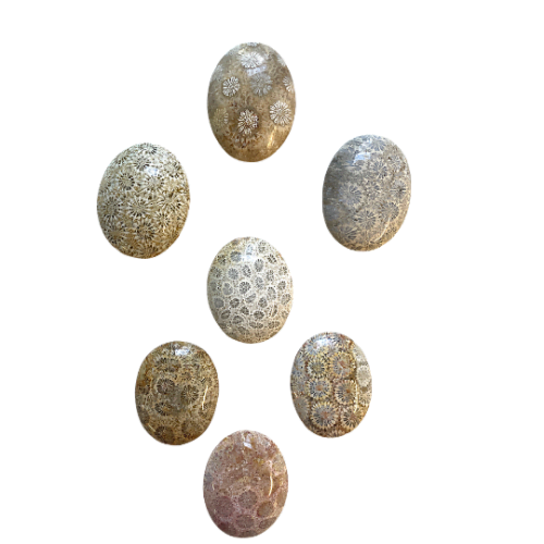 Coral Fossil Palm Stone - Image 2