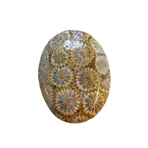 Coral Fossil Palm Stone - Image 3
